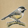 Birds 19 - Chickadee