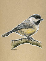 Birds 19 - Chickadee