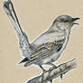 Birds 43 - Mockingbird