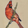 Birds 48 - Cardinal