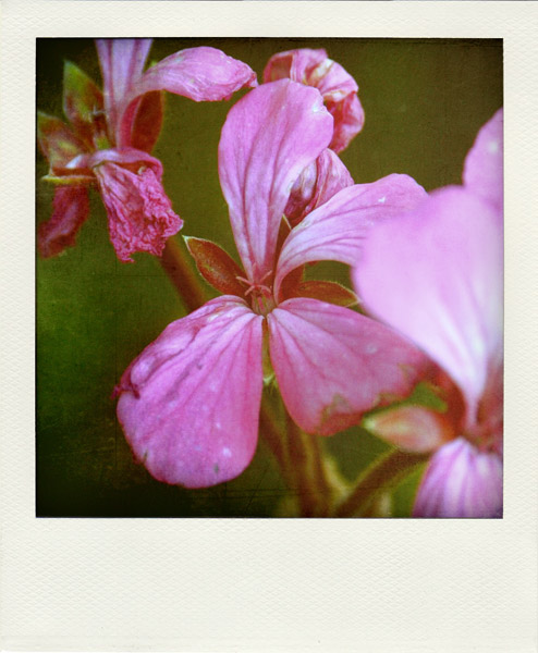 geraniums