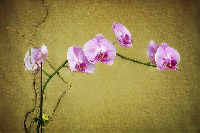 Orchid