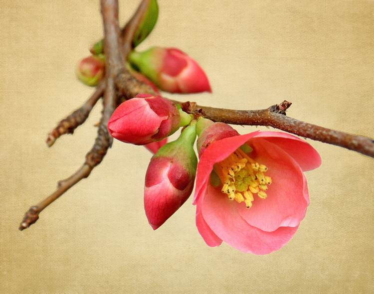 quince blossoms