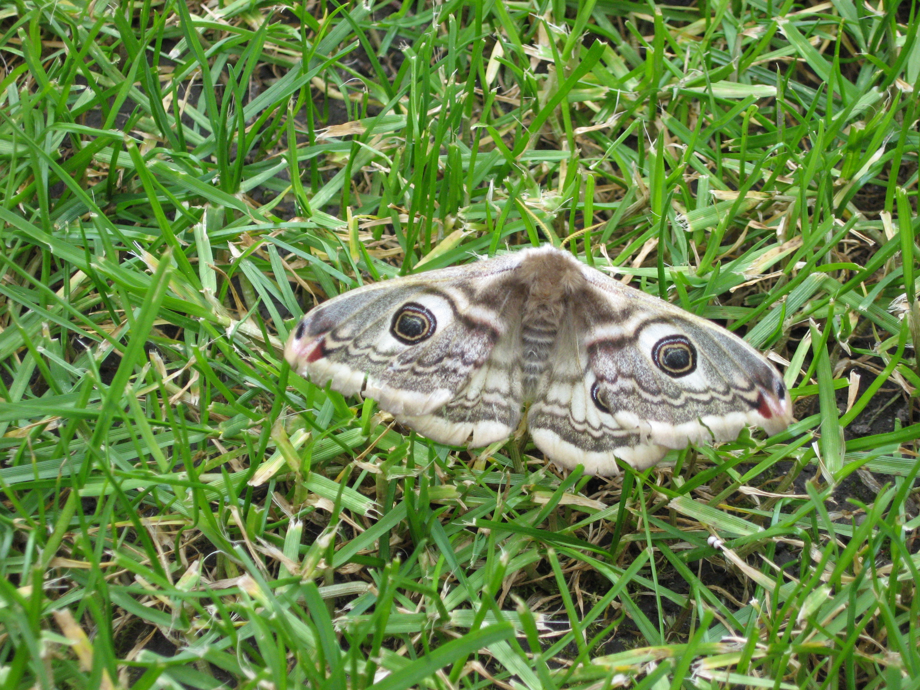 Saturnia pavonia