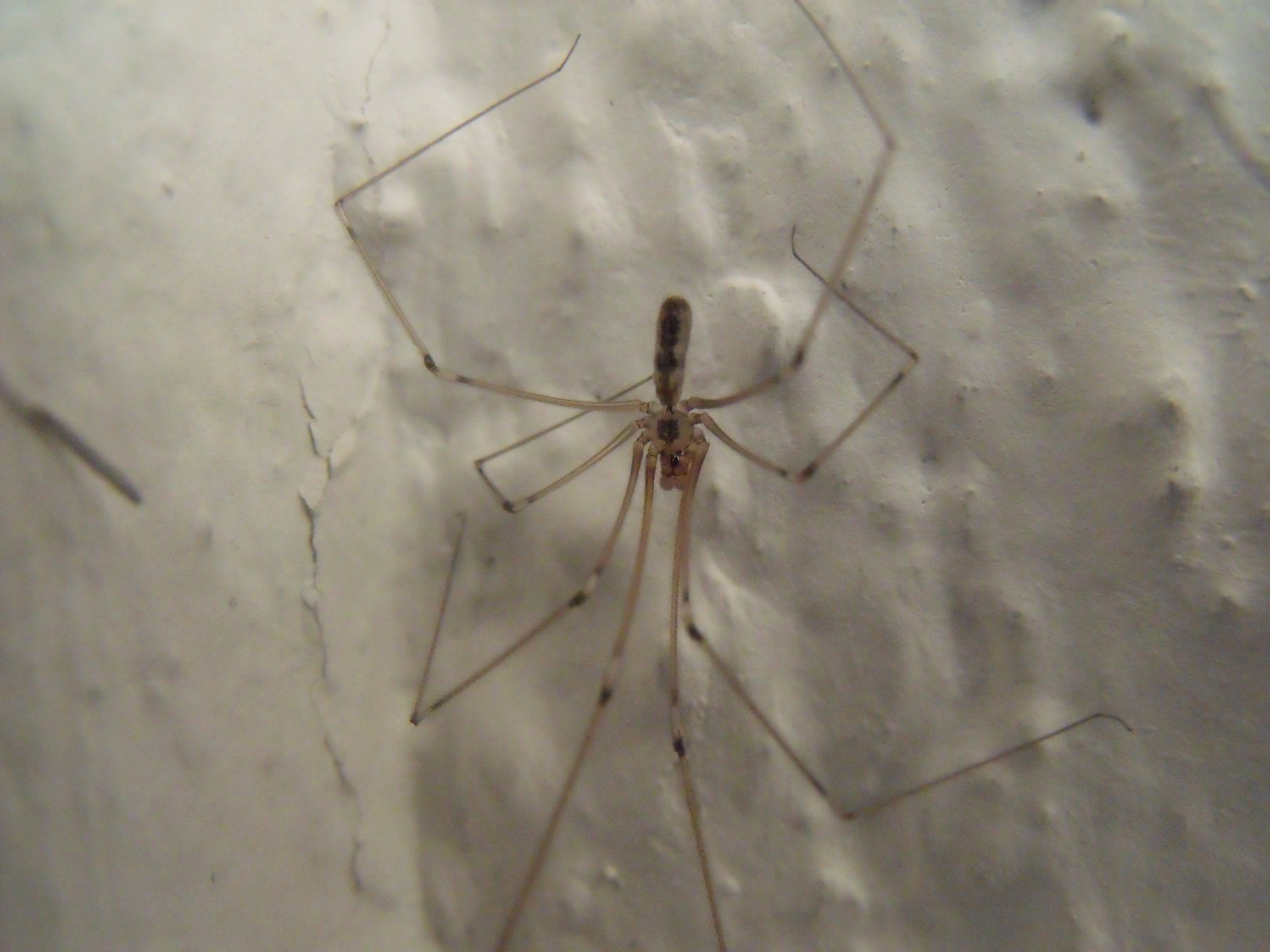 Pholcidae