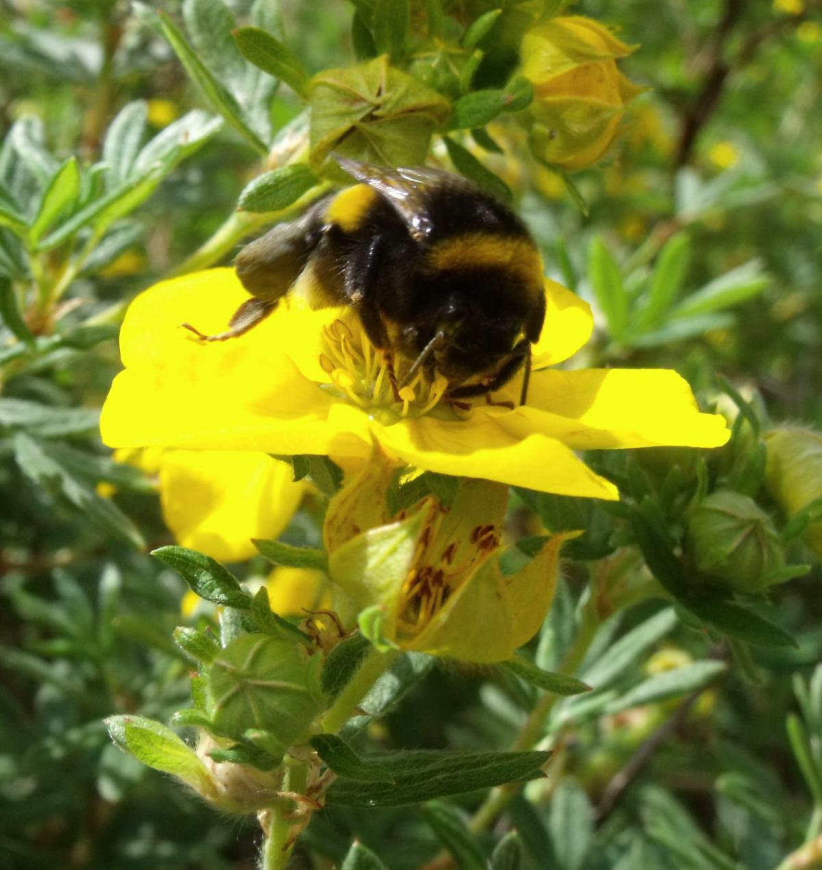 Bombus terrestris 1