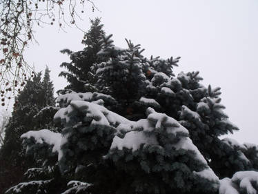 Picea pungens in winter