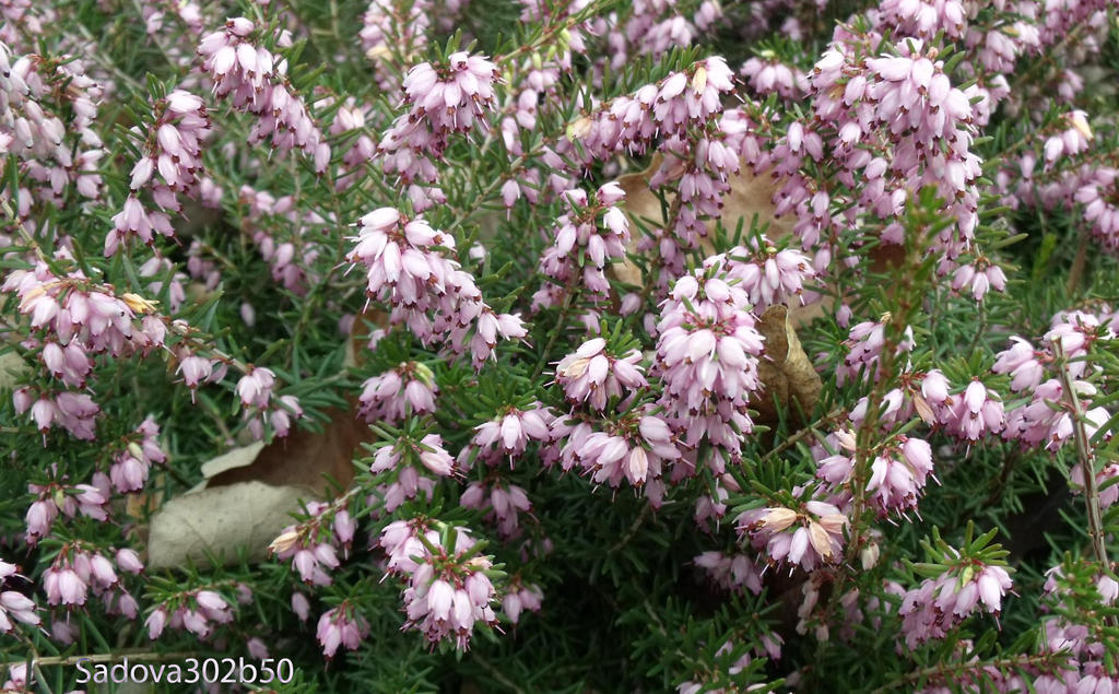 Erica carnea 1/2