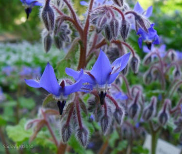 Borago officinalis