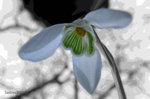 Snowdrop - edited