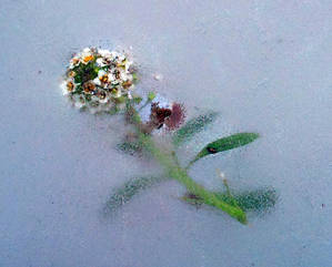 flower in the ice