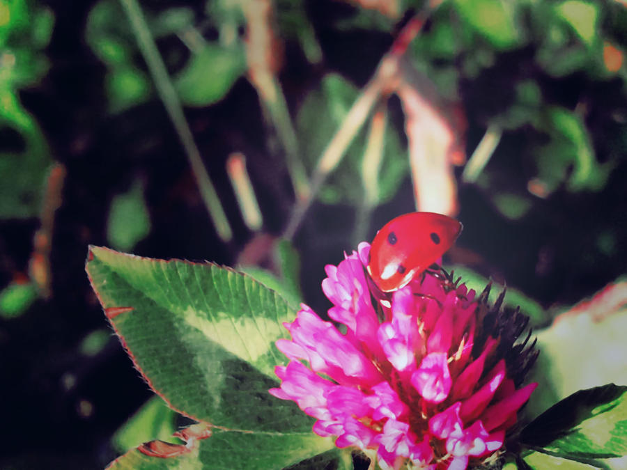 My Ladybug Updated