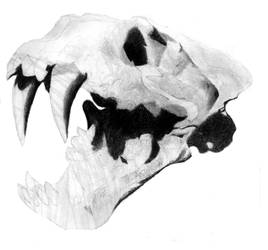 Sabertooth Skull