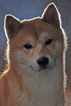 My Shiba Inu dog Dylan 2 by Spilth