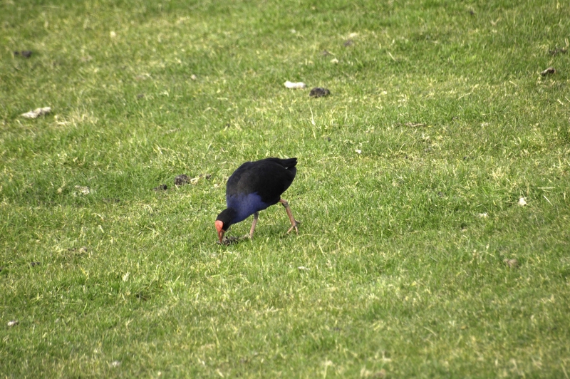 Pukeko