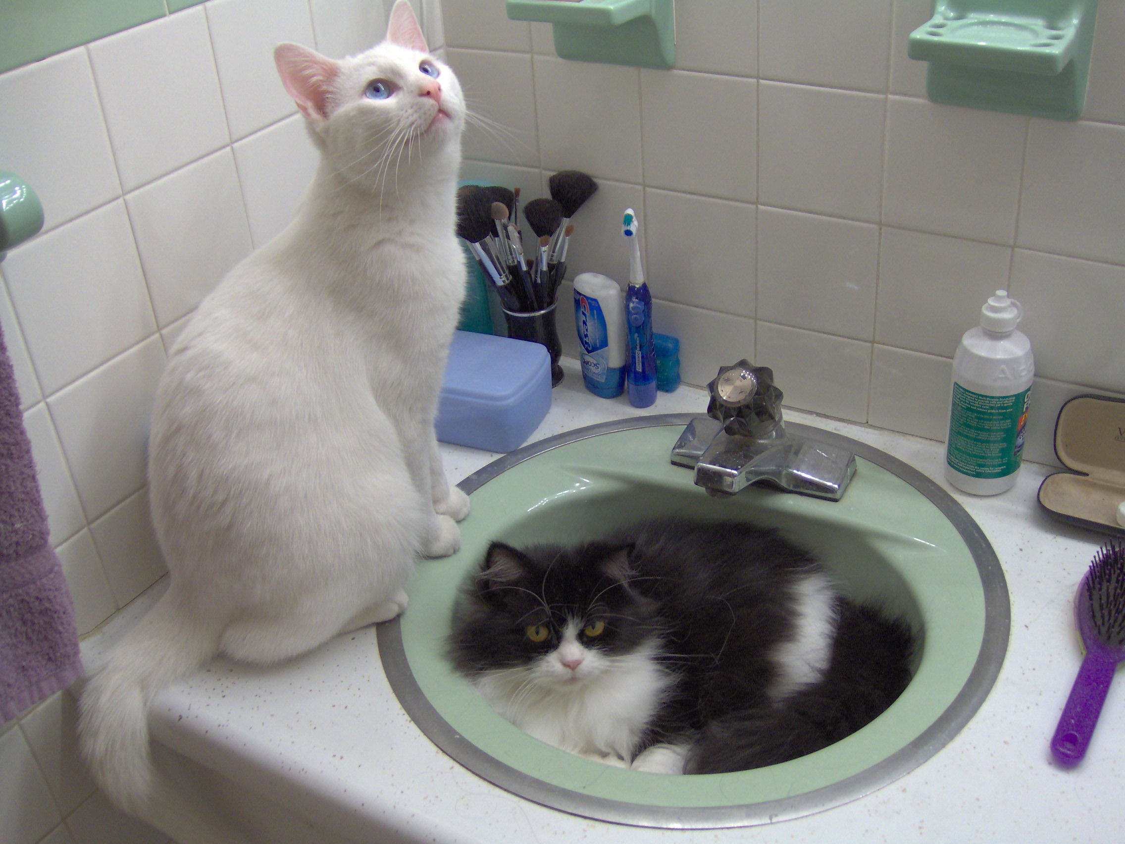 Bathroom Kitties?