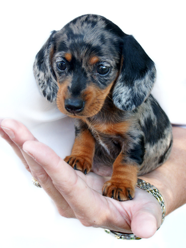 Emma-baby dachshund