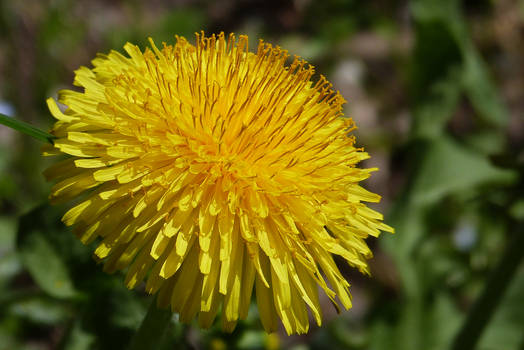 Dandelion