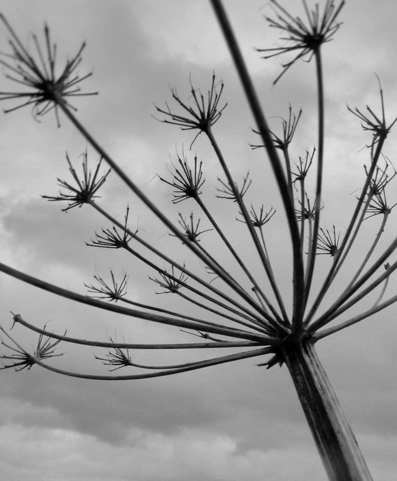 Cow Parsley by MrsCucumber on DeviantArt Cow Parsley by MrsCucumber on DeviantArt