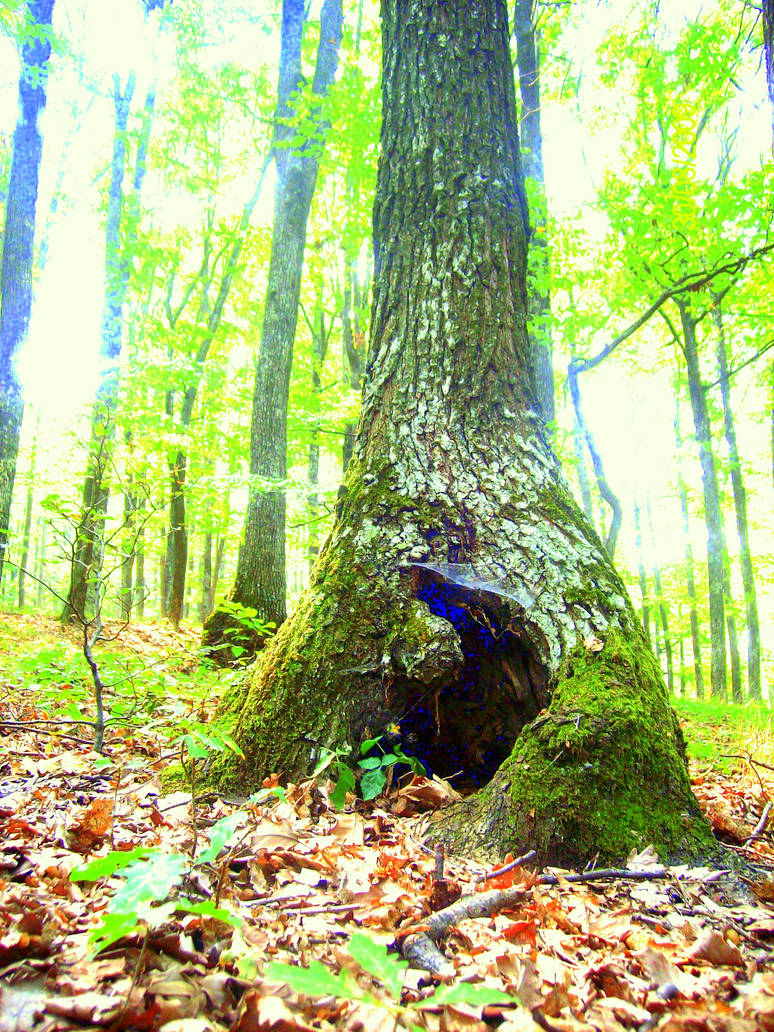 Emchanging Forest Rabbit Hole Rabbit hole by Thincky on DeviantArt