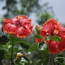 Hawaiian Flowers 12