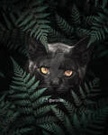 Black Cat by arizrab