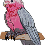 Rose Parrot