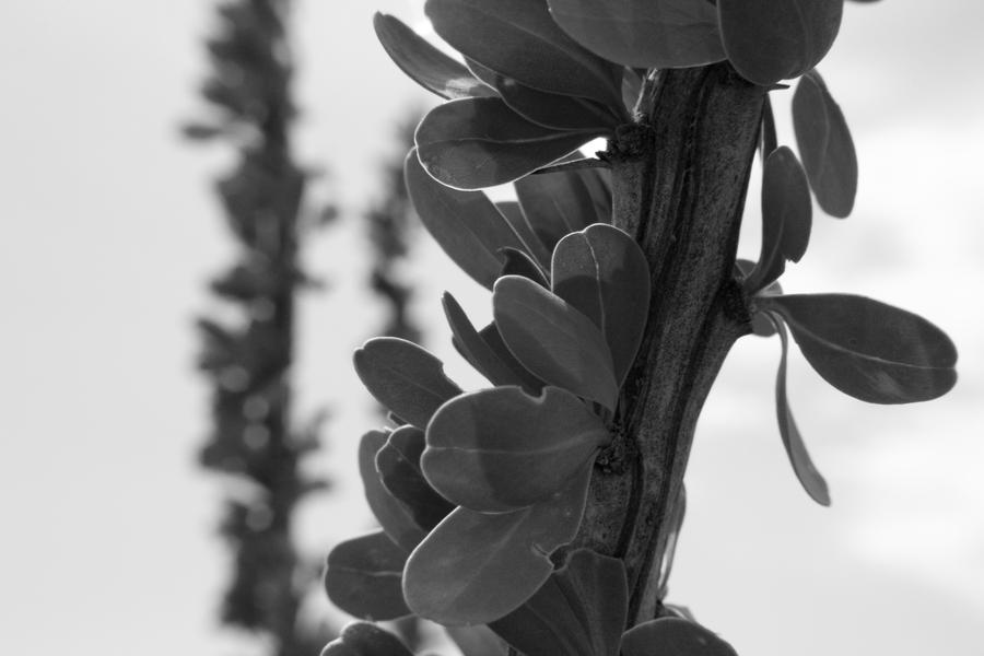 Ocotillo