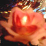 Pink Jeweled Rose