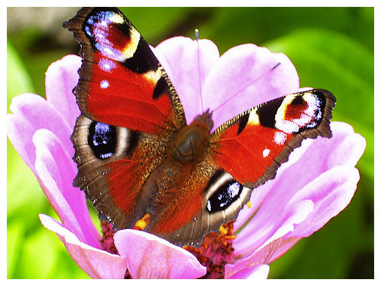 Butterfly in flower