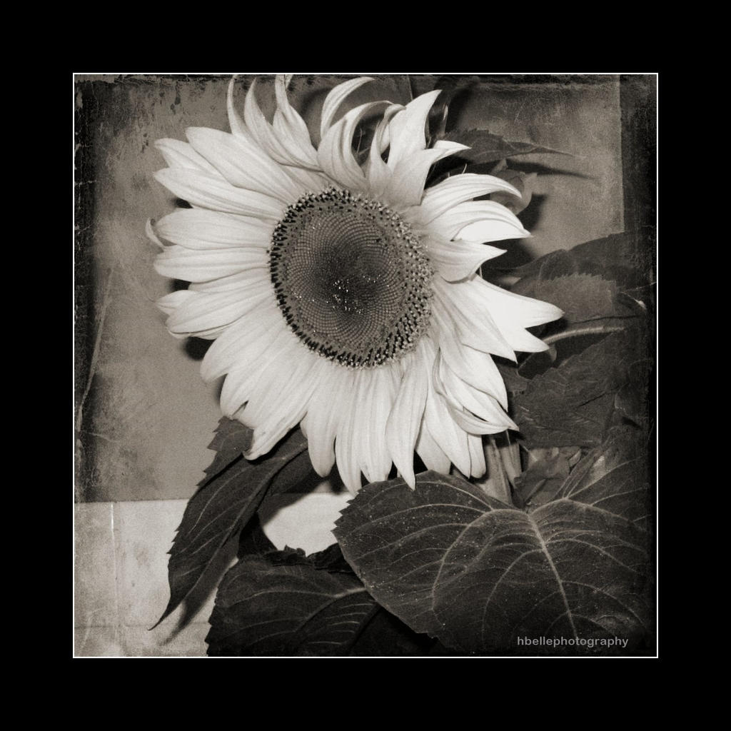 Sunflower 2