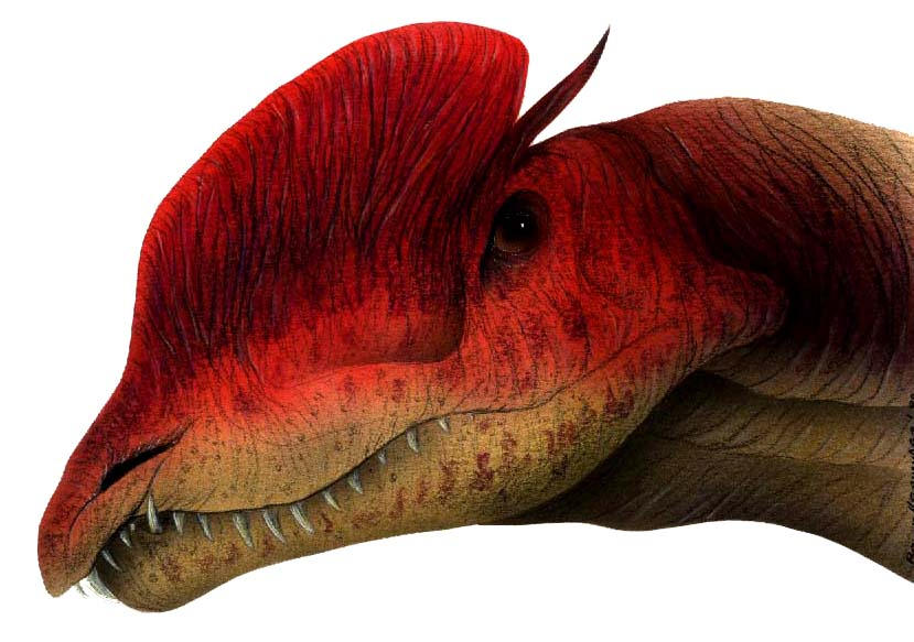 Dilophosaurus Head By Christoferson On DeviantArt dilophosaurus-head-by-christoferson-on-deviantart