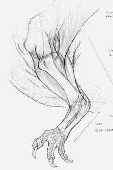 Giganoto left arm anatomy