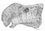 Altirhinus kurzanovi by Christoferson