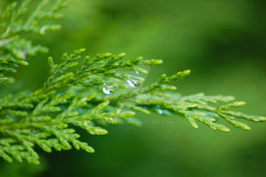 water on tree