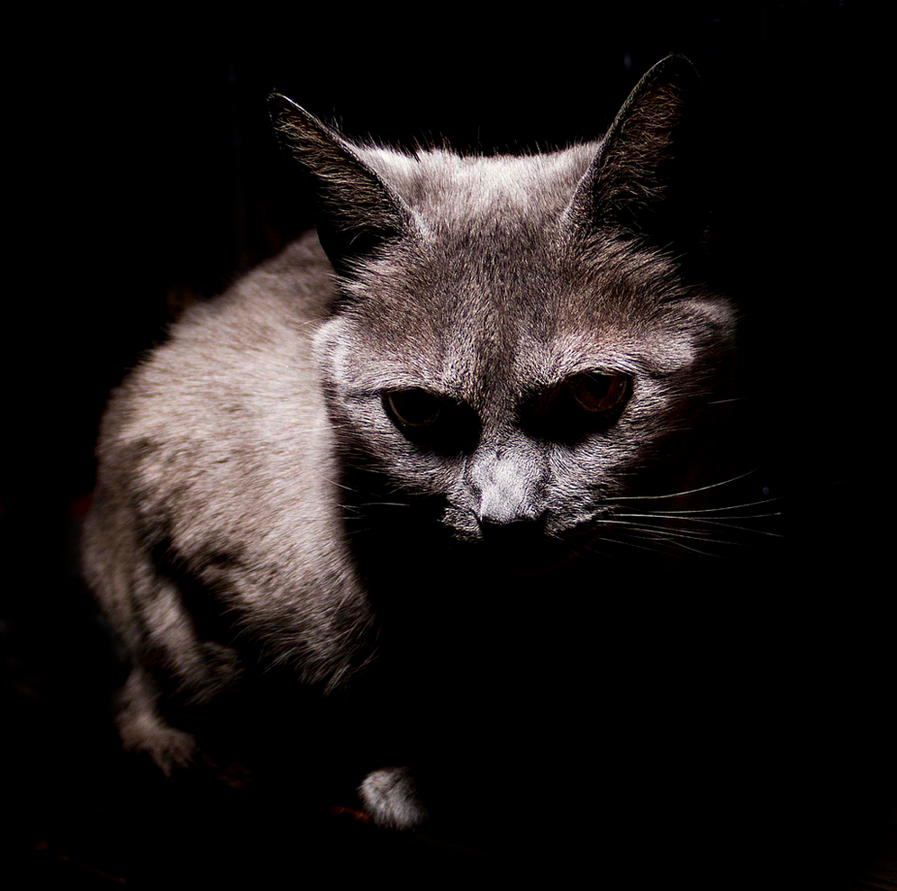 Зловещий кот