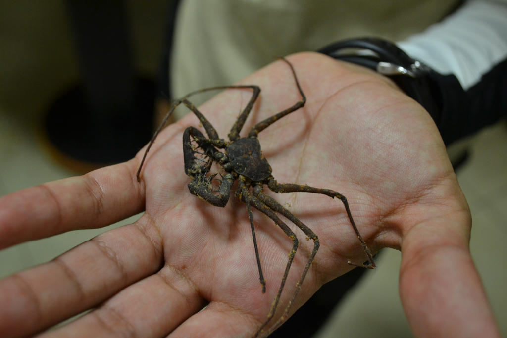 Guavan Insecto Guaba by darkmousy1356 on DeviantArt