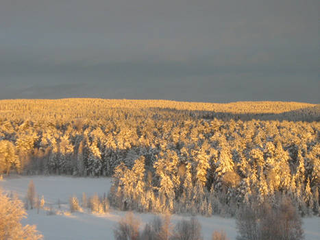 Forrest as long as the eye could see!