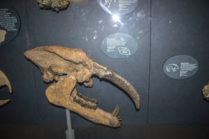 Astrapotherium magnum