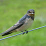 Juvenile Barn Swallow