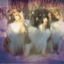 Collie trio