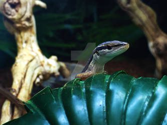 Long Tailed Lizard