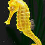 Seahorse