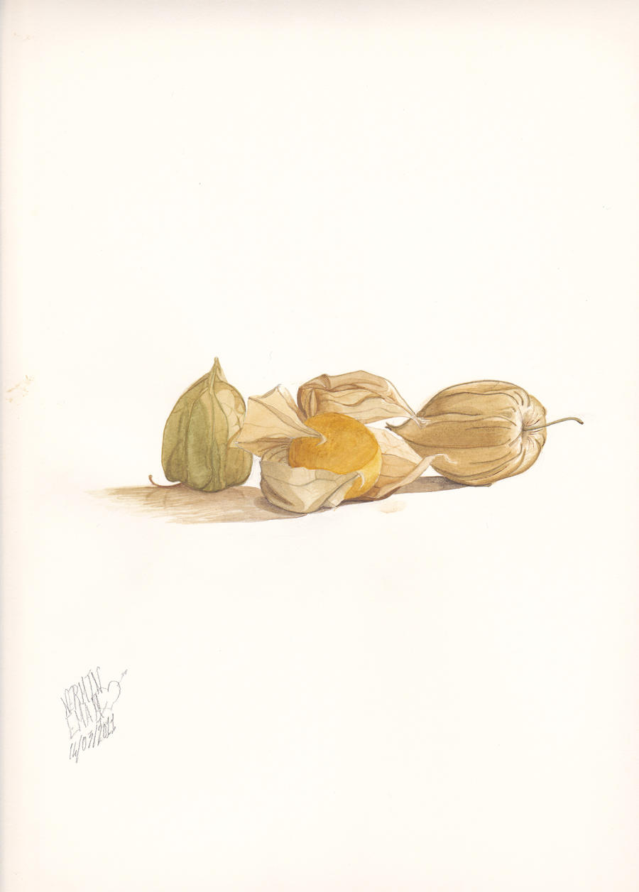 Physalis