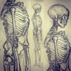 first sketch of anatomy class