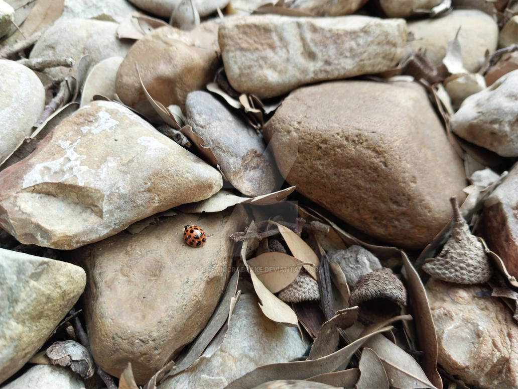 Cow Bug Rocks Ladybug on Rocks by CosmicCrabCake on DeviantArt