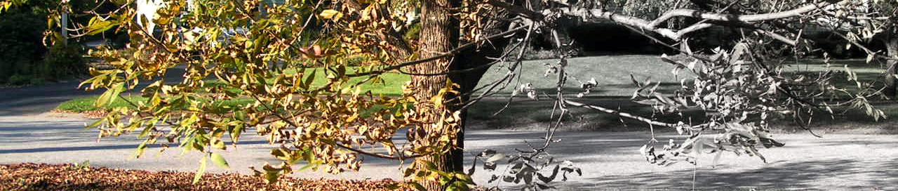 Tree Transition by makemeasandwich on DeviantArt