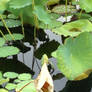 Water plants