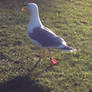 Seagull