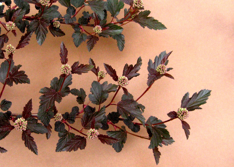 Physocarpus Branch Stock